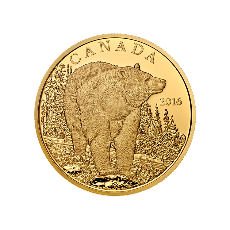 Canadian Gold Bold Black Bear