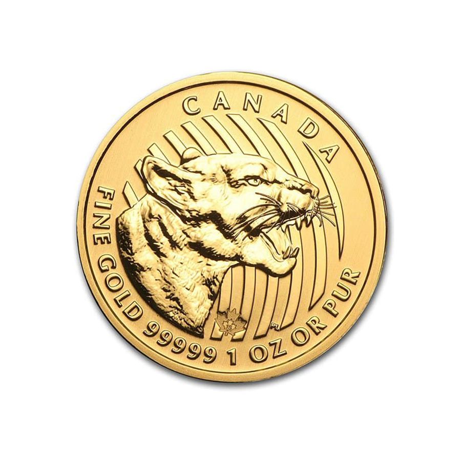 Canadian Gold Cougar